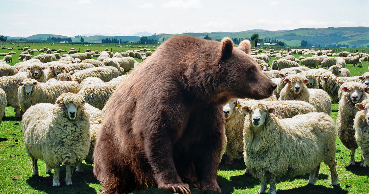 El Oso Y La Ganader A