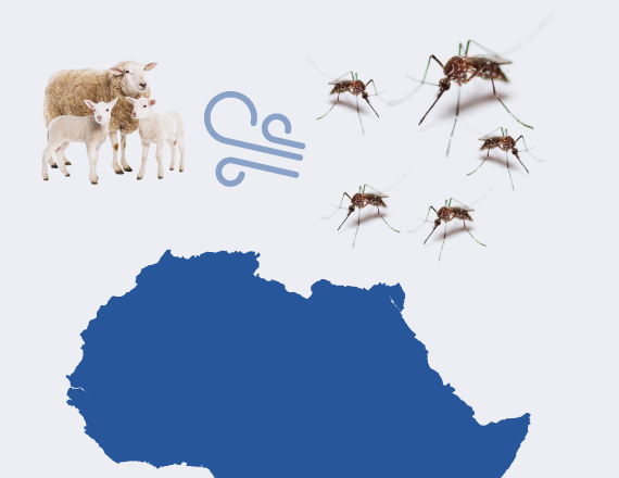 El movimiento de mosquitos – Clave para el control de la Lengua Azul 