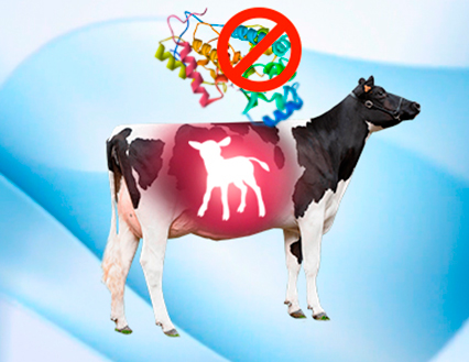 La restricción proteica en vacas gestantes afecta al ternero