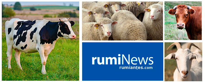 rumiNews