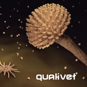 Aflatoxina B1 a Aflatoxina M1, ¿qué ocurre? – Aplicación práctica para tomar decisiones