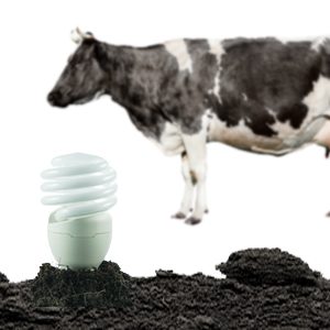 ¿Es rentable producir electricidad con estiércol de vaca?