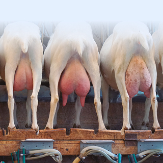 Diagnóstico de mamitis subclínicas en caprino de leche