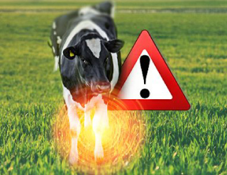 Velocidad de la marcha - ¿Un indicador de cojeras en vacas?