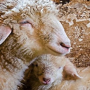 Factores de fertilidad en la inseminación artificial de ganado ovino
