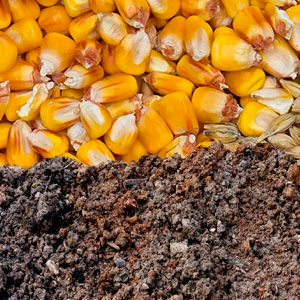 Beneficios del suplemento con arcilla en la dieta del ganado lechero