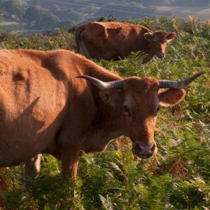 Betizu, la última vaca silvestre de Europa se cría en Navarra