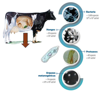 Factores nutricionales que influyen en la microbiota en rumiantes