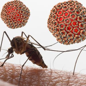 Manual práctico contra la fiebre del Valle del Rift (FVR)