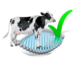 Metagenómica para seleccionar a las vacas lecheras más eficientes
