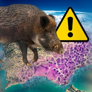 La rara especie de tuberculosis detectada en España: Mycobacterium microti