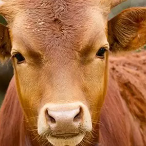Dos subtipos de <em>Mycoplasma Bovis</em> circulan de forma endémica en España