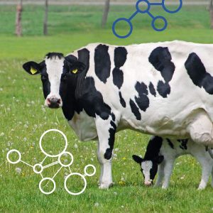 vaca-metano