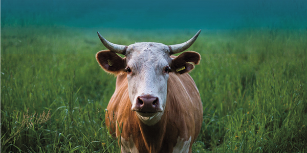 vaca-cuernos-campo