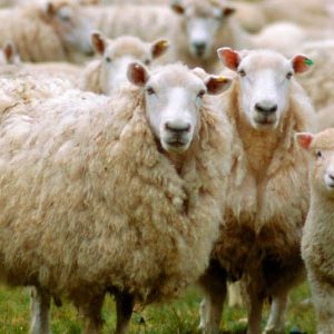 producción de carne de oveja