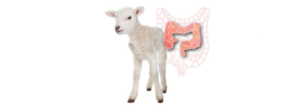 patologías digestivas corderos