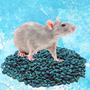 Cuál es el mejor veneno para ratas?