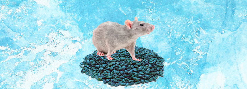 Mejores Profesionales Veneno Para Matar Ratas Ratones Mata Humanamente NO  TÓXICO