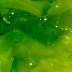 Las algas como alimento en producción de rumiantes