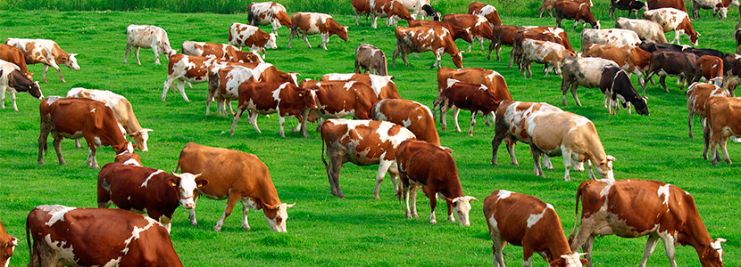 vacas-campo-verde