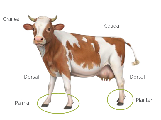 Bases anatómicas de la pezuña bovina