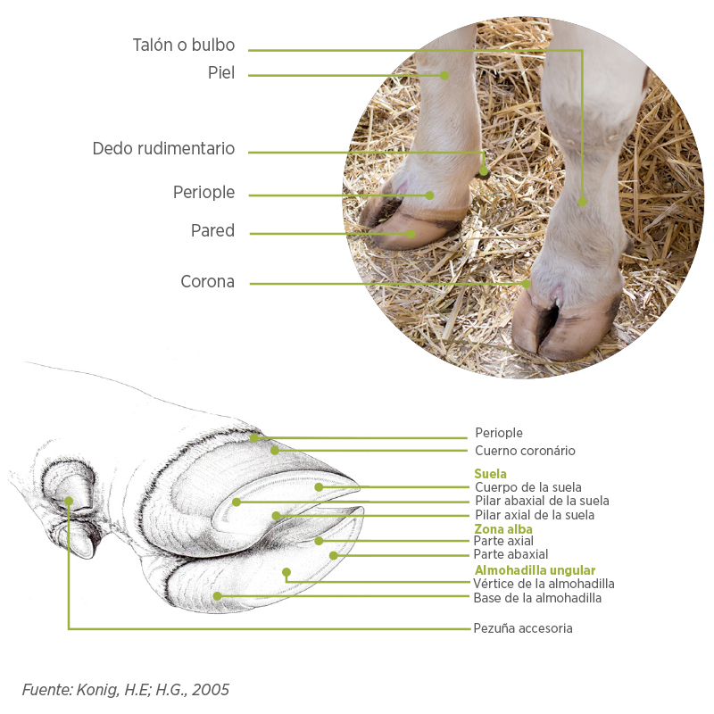 Bases anatómicas de la pezuña bovina