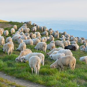 ovejas-prado
