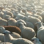 ¿Cómo prevenir el aborto enzoótico en el ganado ovino?