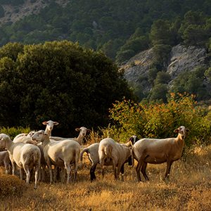Procesos nerviosos en pequeños rumiantes