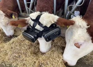 Vacas gafas realidad virtual