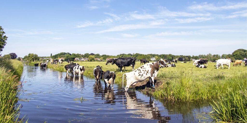 Consumo de agua en la ganadería bovina es menor que la media mundial