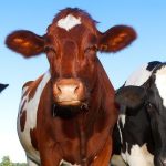 Multan a una explotación de bovino por «molestias vecinales anormales»