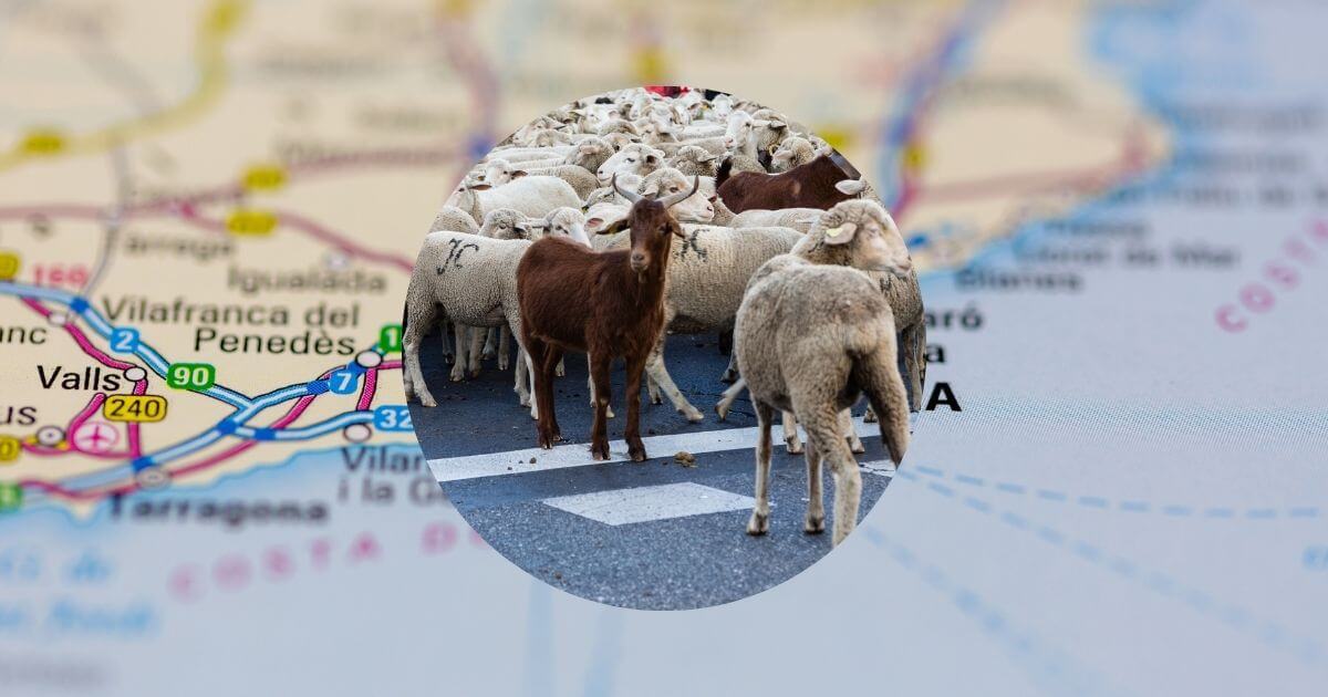 Ovejas y cabras pastando en Barcelona: berridos y cencerros contra los  incendios, Actualidad