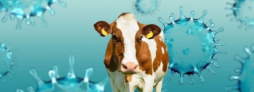 Coronavirus y ERB en el ganado lechero y de engorde