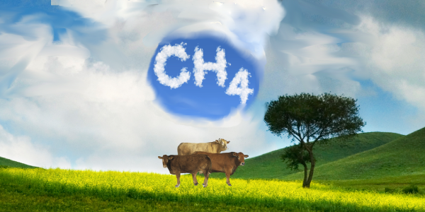 Un estudio analiza los tipos de carbohidratos de las plantas y su potencial impacto en las emisiones de metano de los rumiantes