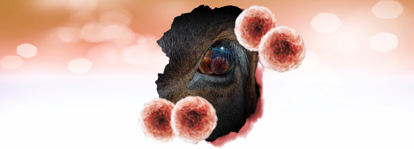 Queratoconjuntivitis Infecciosa bovina – ¿Descuidamos otros patógenos?