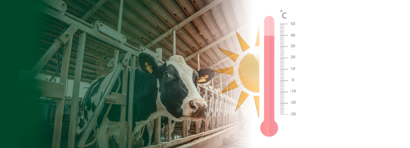 Las claves para afrontar el estrés por calor en vacas de leche