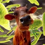 Desciende un 57% la tuberculosis bovina española
