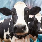 Descenso del uso de antibióticos en las vacas lecheras británicas