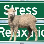 Estrés térmico durante la espermatogénesis en la oveja