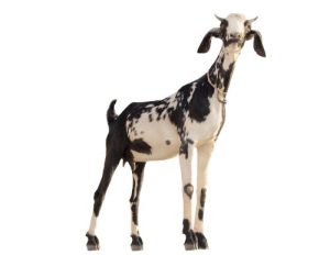 La subida de costes en el precio de la leche de cabra - Rumiantes