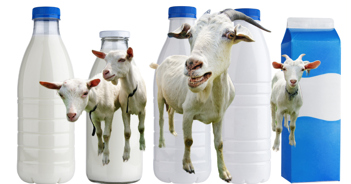 La subida de costes en el precio de la leche de cabra - Rumiantes el portal  de rumiNews