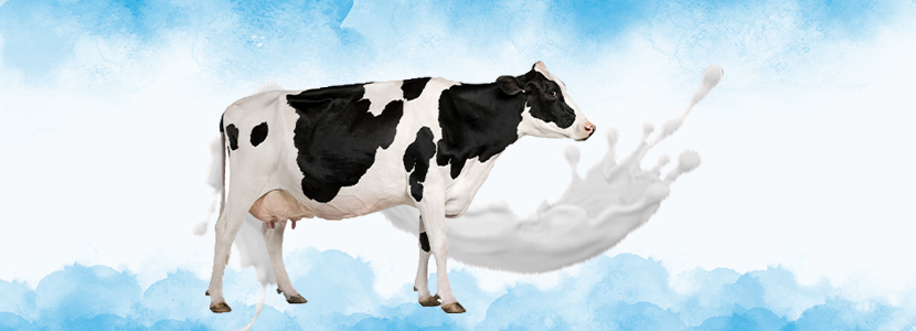 Claves de la fisiología mamaria y el ordeño en vacas lecheras