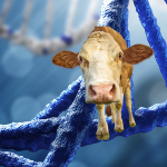 Asociación genómica de los ácidos grasos de la leche en el ganado holandés