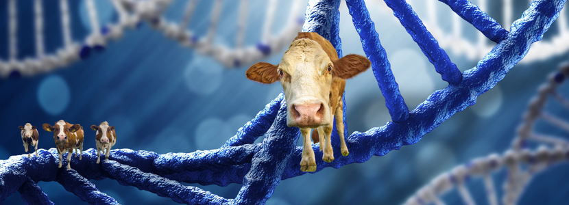 Asociación genómica de los ácidos grasos de la leche en el ganado holandés