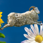 Detectado caso de viruela ovina y caprina en España