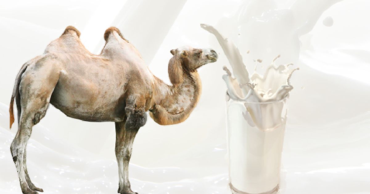 La leche de camello como superalimento