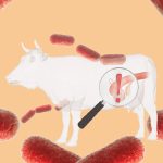 Metritis en ganado vacuno