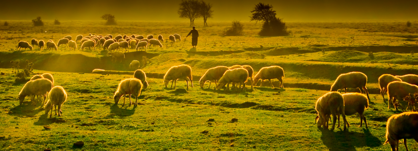 Aumentan los casos de viruela ovina y caprina en España