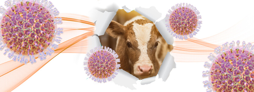 Caracterización del Rotavirus A en casos clínicos de diarreas neonatales de bovino